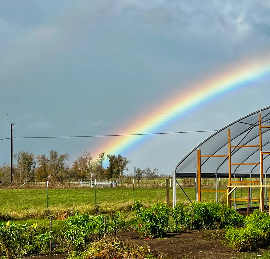 A beautiful rainbow over a row of crops and a greenhouse on a farm.